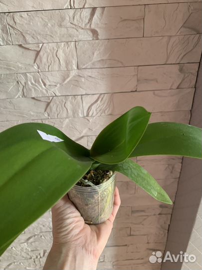 Орхидея Fangmei A Hot (peloric) 2.5''