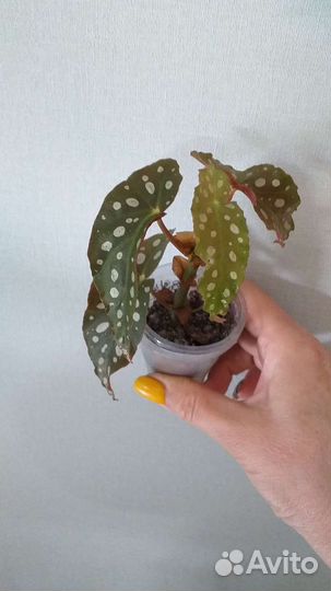 Комнатные растения