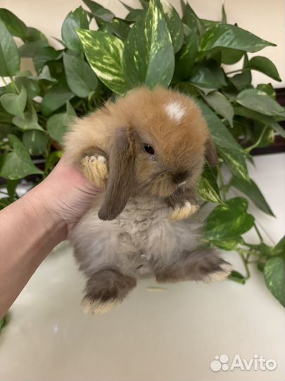 Декоративные кролики вислоухие