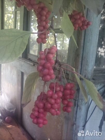 Китайский лимонник саженцы