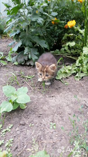 Котенок в добрые руки