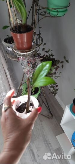 Замиокулькас