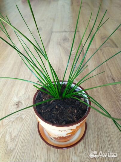 Зефирантес