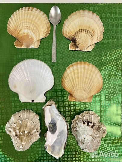 Ракушка большая