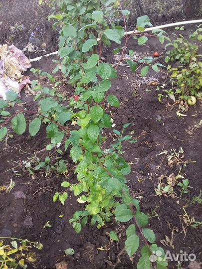 Рассада помидор