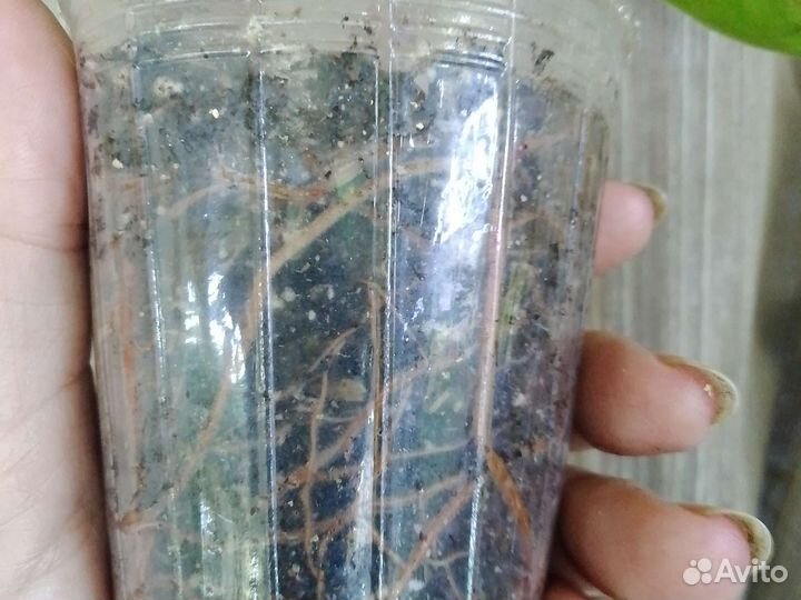 Филодендрон 2