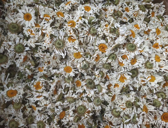 Нивяник ромашка крупная