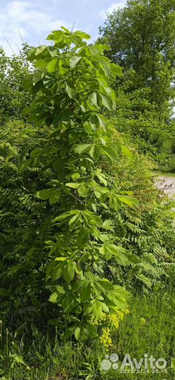 Саженцы каштана