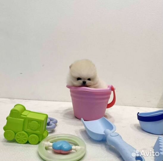 Микро и Мини Мишки