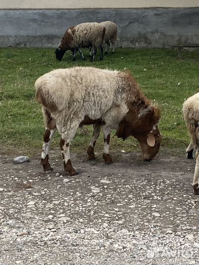 Овцы бараны ягнята