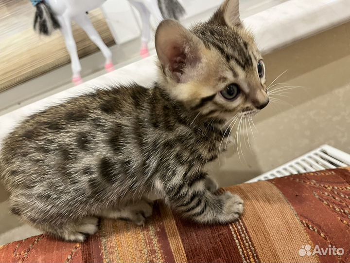 Бенгальские котята