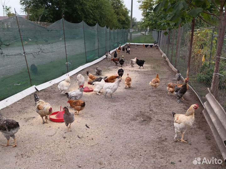 Петушки молодые