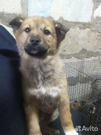 Чудо малыши в дар