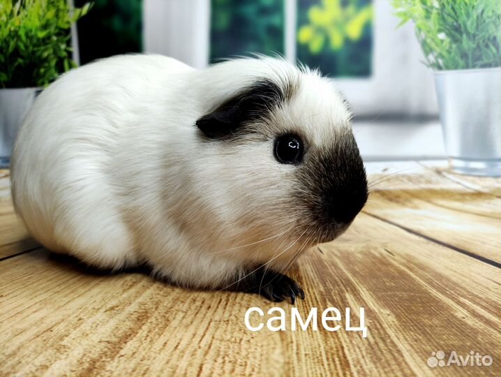 Морские свинки разные(самки и самцы)
