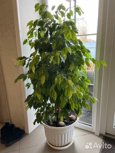 Фикус бенджамина