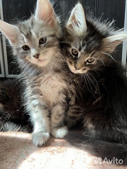 Продам котят
