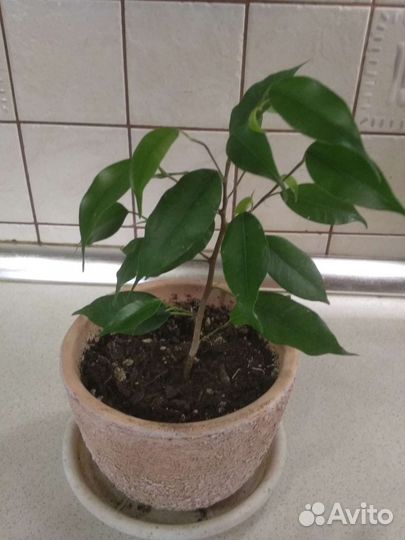 Цветы Хавортия, фикус Бенджамина