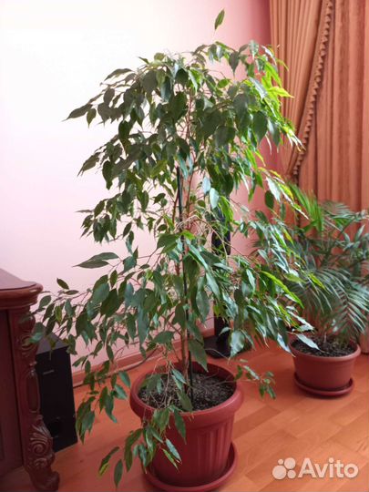 Фикус бенджамина большой