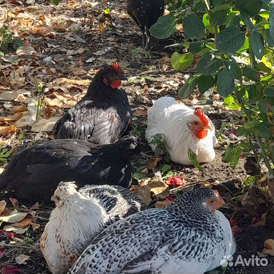 Молодые петушки
