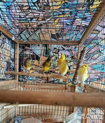 Кенара и канарейки