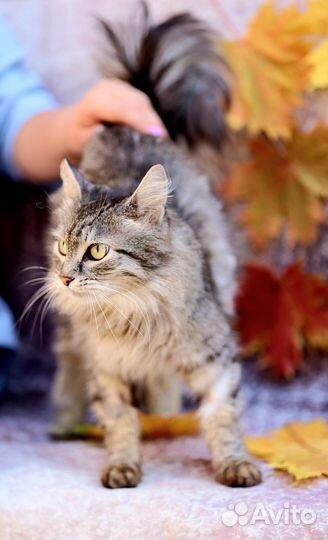 Кошка в дар