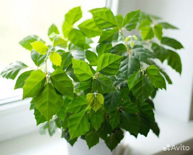 Циссус комнатный виноград