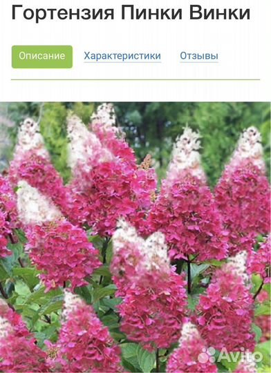 Гортензия метельчатая