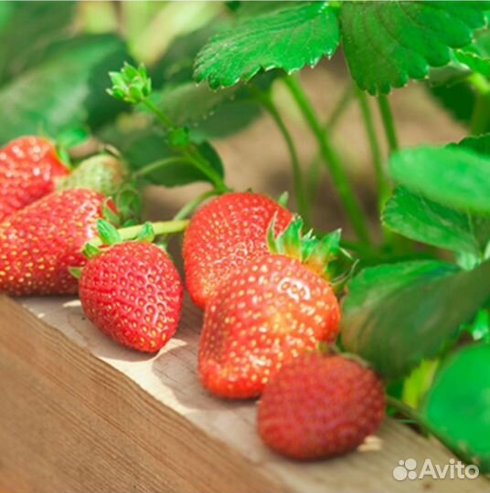 Клубника ремонтантная Альбион рассада