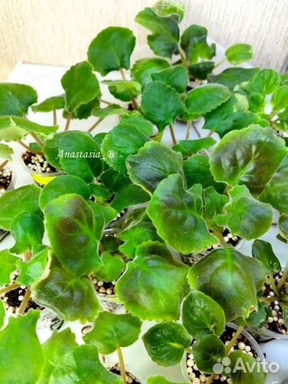 Сортовые фиалки