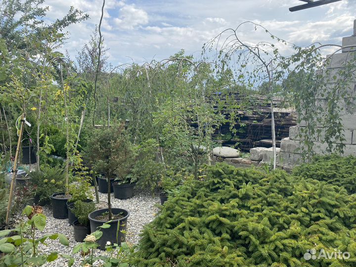 Растения для ландшафта