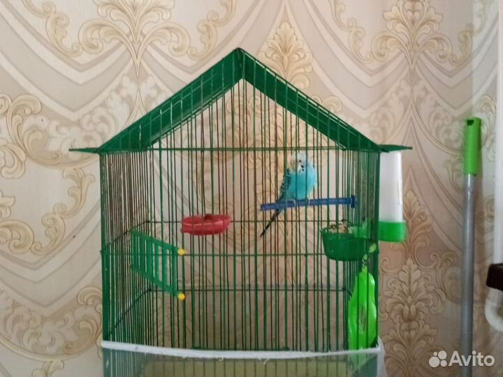 Птицы попугай