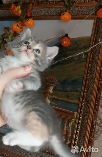 Малышка ищет дом