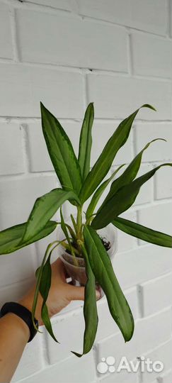 Аглаонема Вайт Ленс