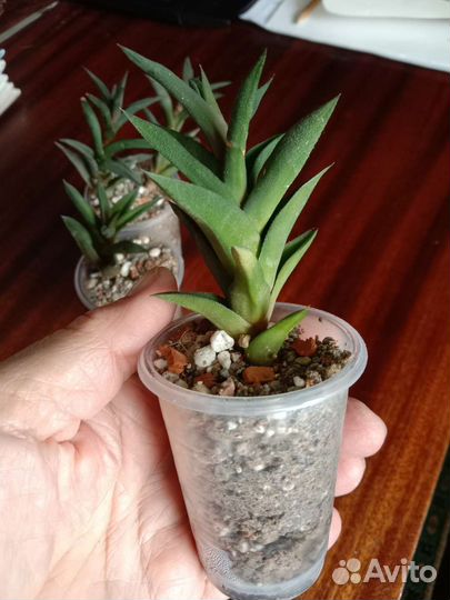 Суккуленты