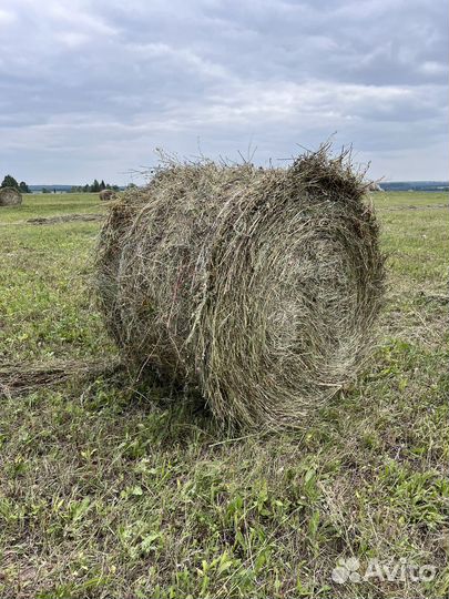 Продажа сена в рулонах