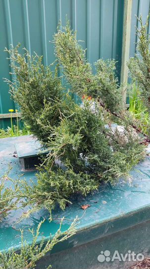 Можжевельник казацкий