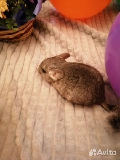 Золотая шиншилла