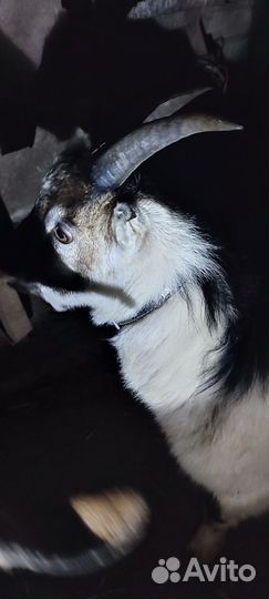 Козел Камори Нубиец и козы