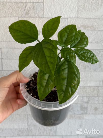 Комнатные растения цветы