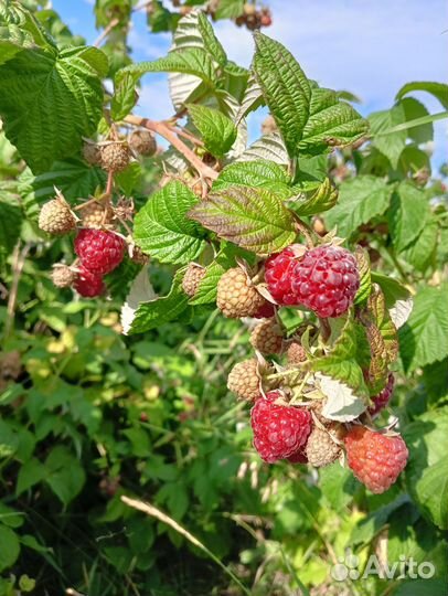 Малина урожайная саженцы