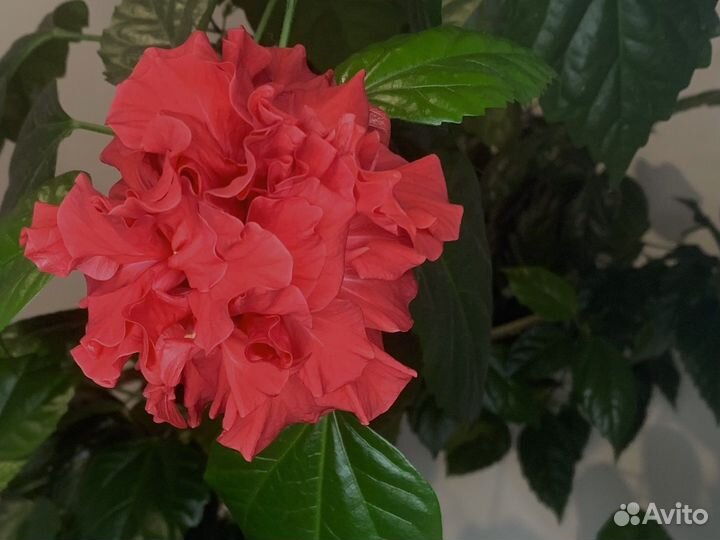 Гибискус / китайская роза