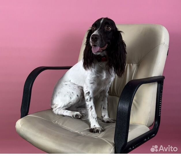 Русский спаниель