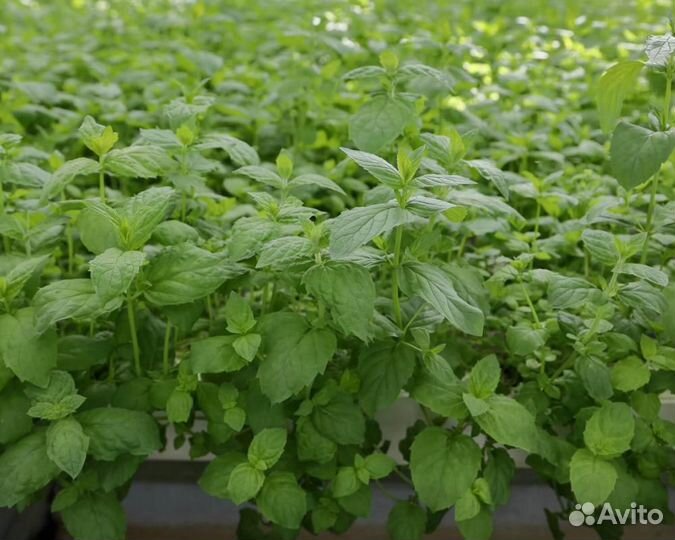 Семена Мяты 