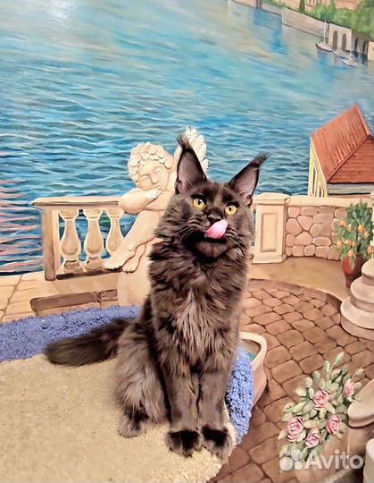 Мейн-кун девочка