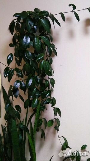 Хойа и сансевиерия