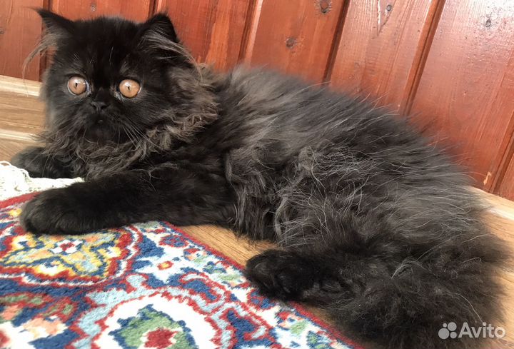 Персидские котята