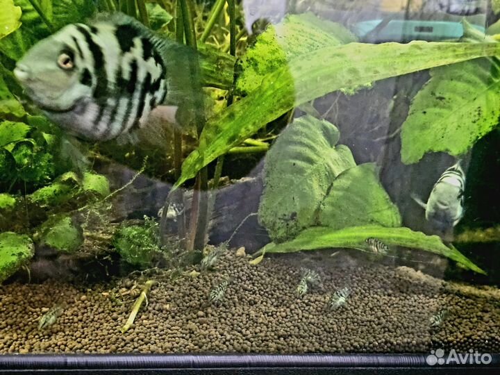 Мальки Сапфирового попугая