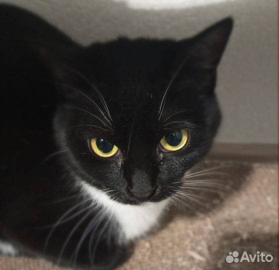 Кошка Серсея