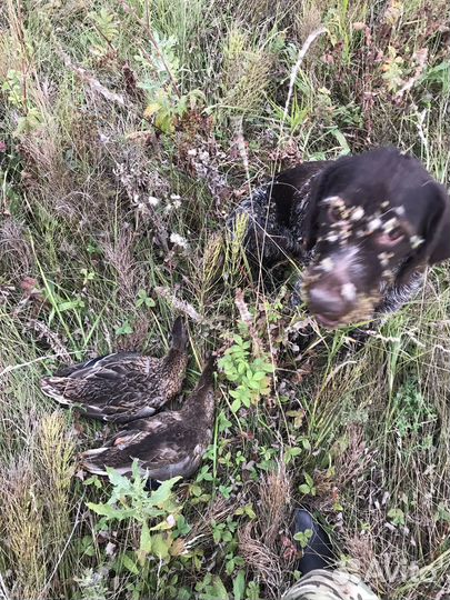 Дратхаар вязка