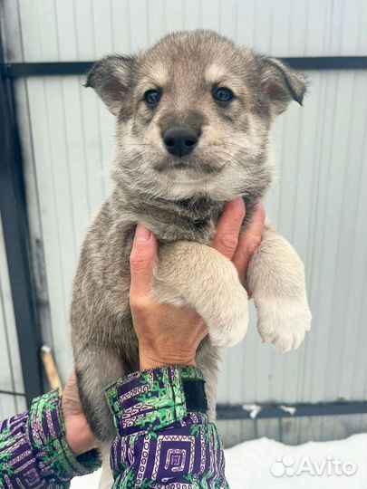 А у нас прибавление- разбираем)